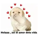 Puppy 8