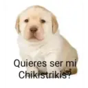 Puppy 1
