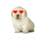 Puppy 15