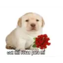 Puppy 13