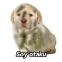 Puppy 2
