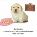 Puppy 17