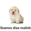 Puppy 18