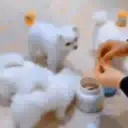 Puppy 卩ㄖ爪乇尺卂几丨卂几 Mov 14