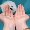 Puppy 卩ㄖ爪乇尺卂几丨卂几 Mov 28