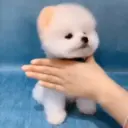 Puppy 卩ㄖ爪乇尺卂几丨卂几 Mov 7
